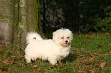 COTON DE TULEAR 001